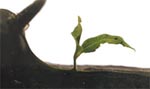 ւȃL[